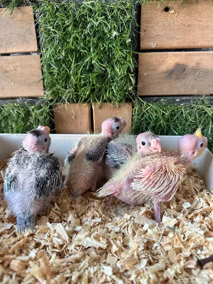 فروخ كروان مميزه 1