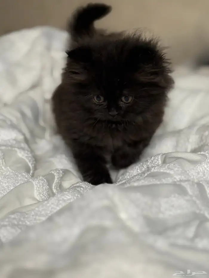 قطة شيرازي للبيع 4