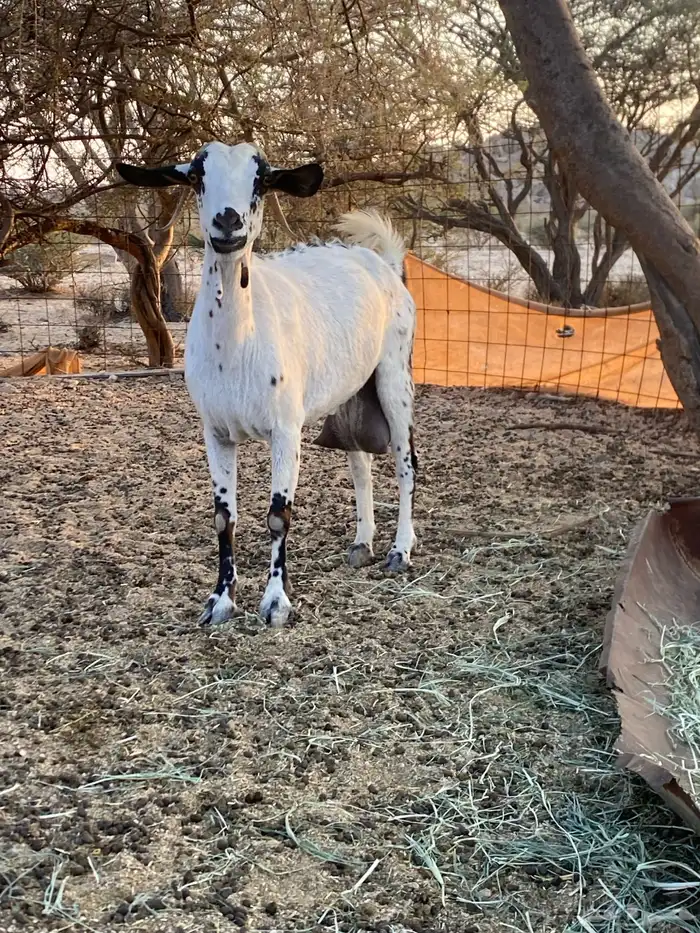 البيع معزاء نضيفه ومشروطه من كل شي وحليبه وافر 0