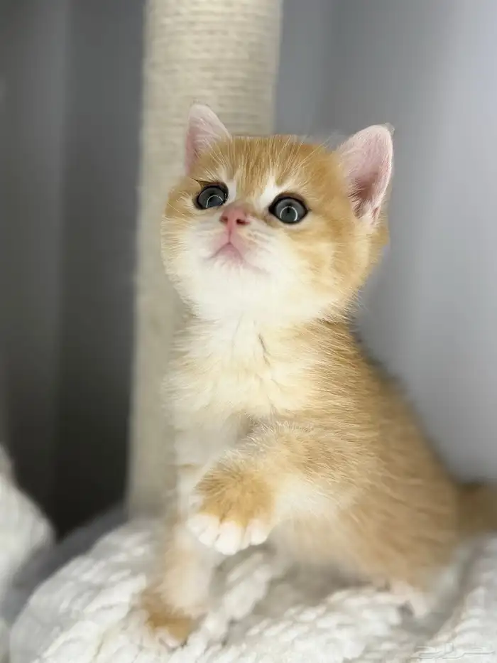 سكوتش ستريت Ny12 1