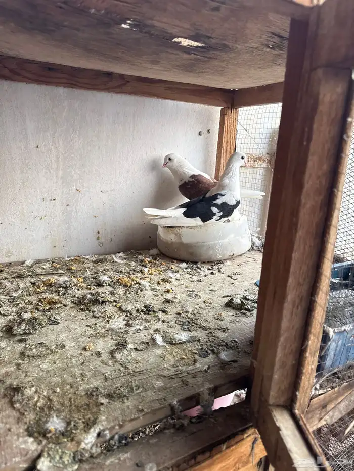 اجوز حمام قلابي 4