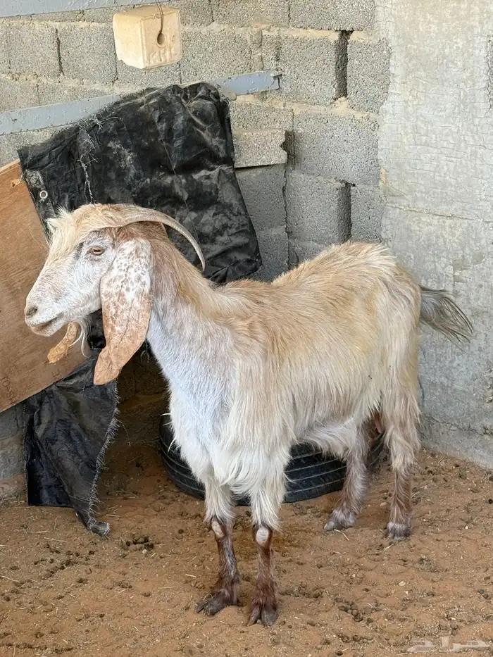 عنز مشروكه طيبه تحتها جفره عمر الجفره حول الشهر 0