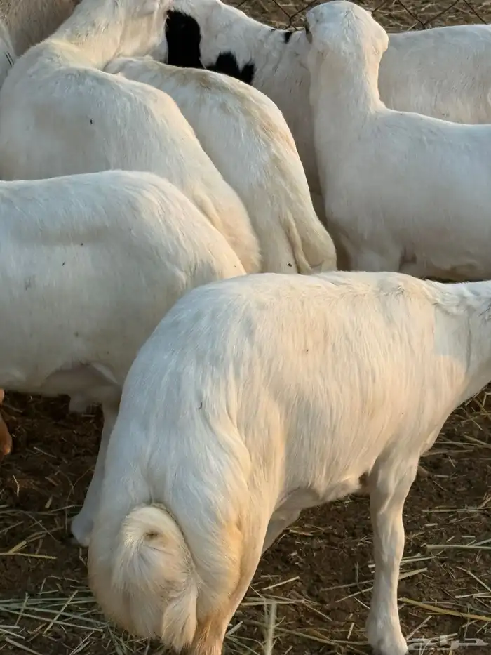 ضان مناتيج 6