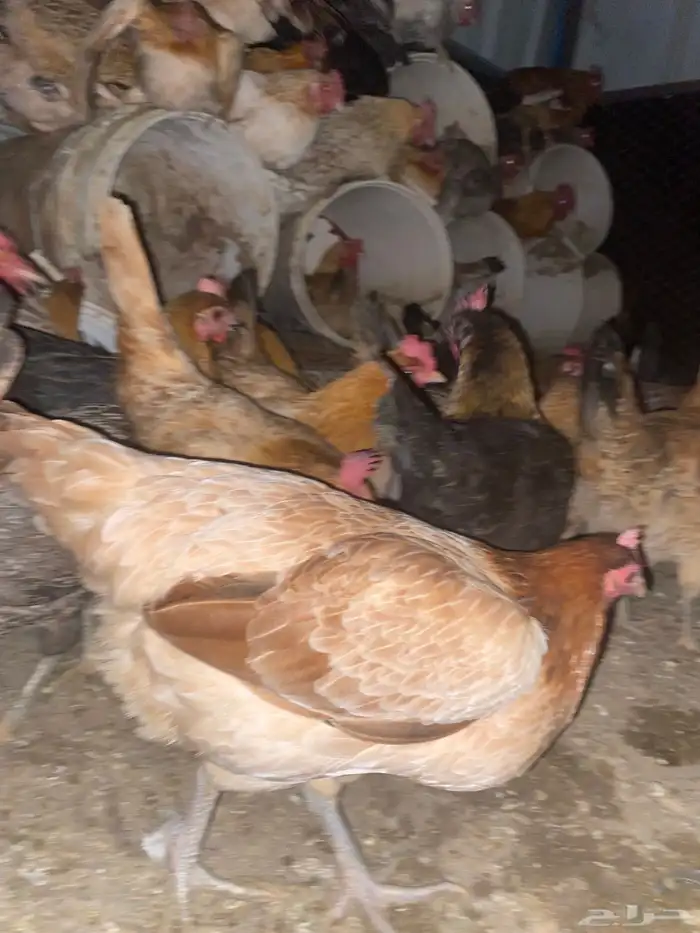 دجاج بلدي فواتح حمر 0