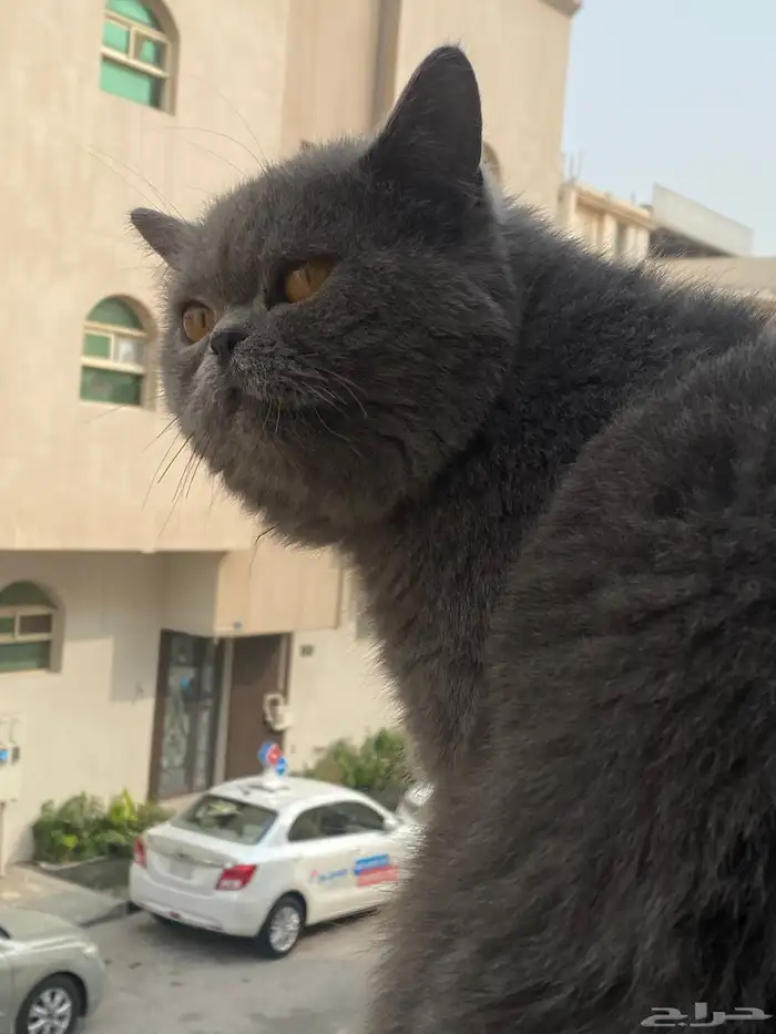 قد سكوتش للتبني 0