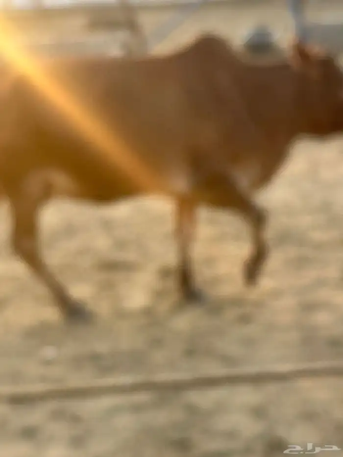 بقره دهماء بلدي دافع سديس مشروطه 9