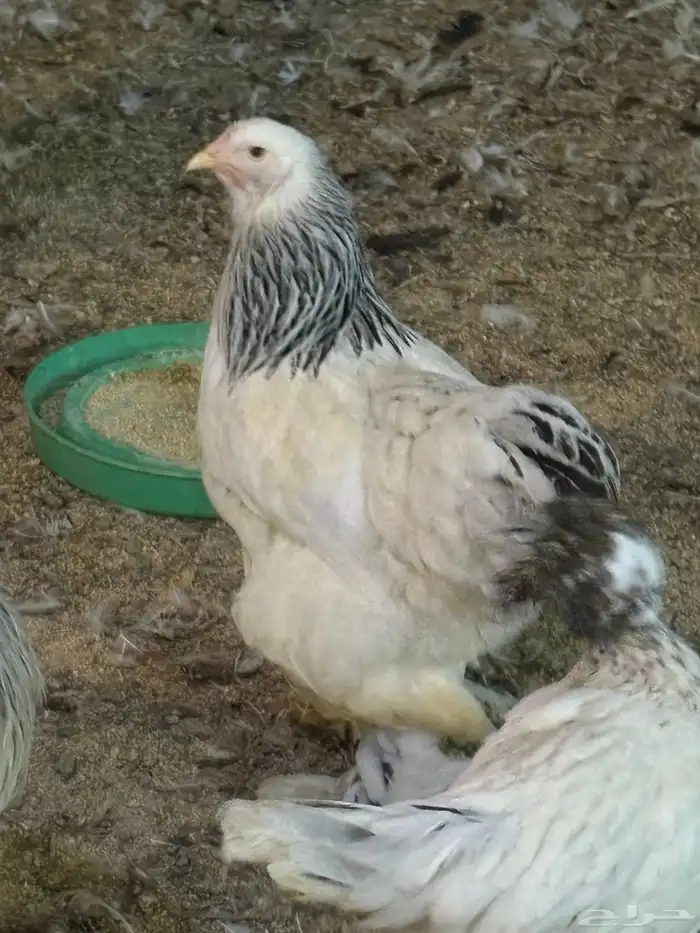 دجاج براهما كولمبي بياض 0