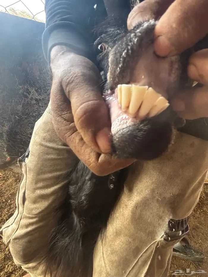 عنز والد معها جفره 0