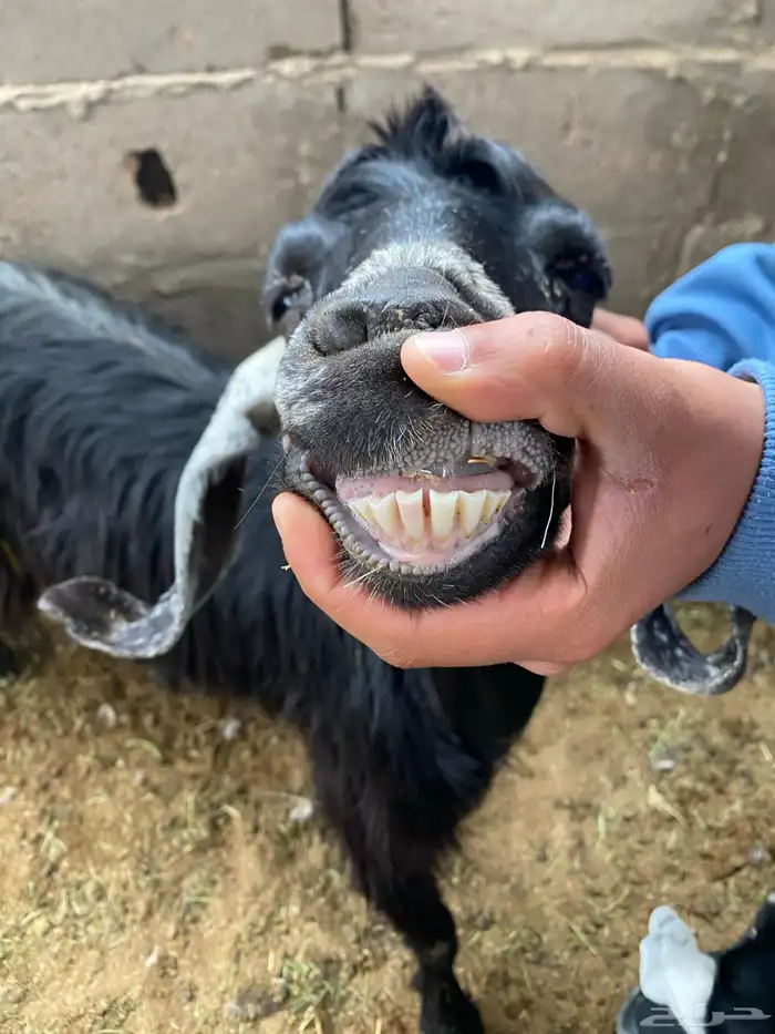 معزاء مواليد 5