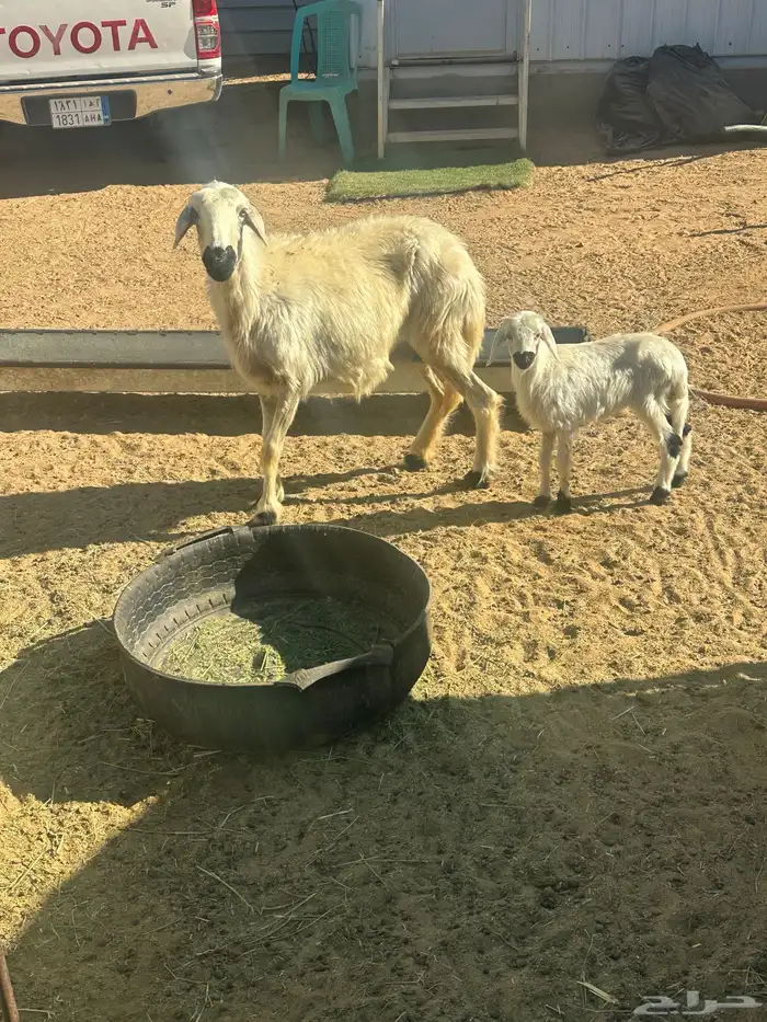 نعجه متبع برخل 1