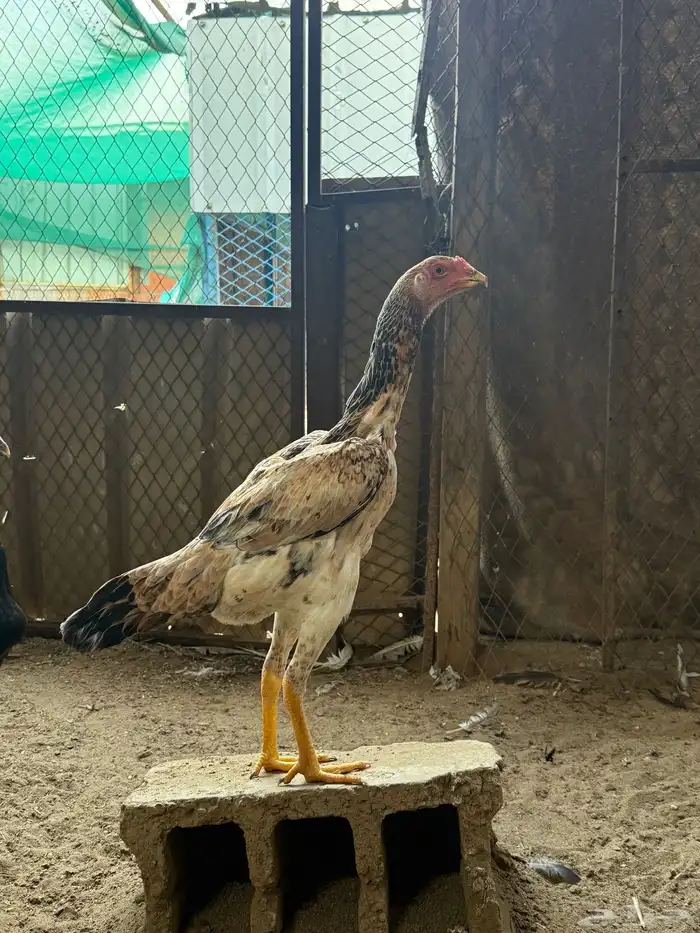 شامو يباني 4