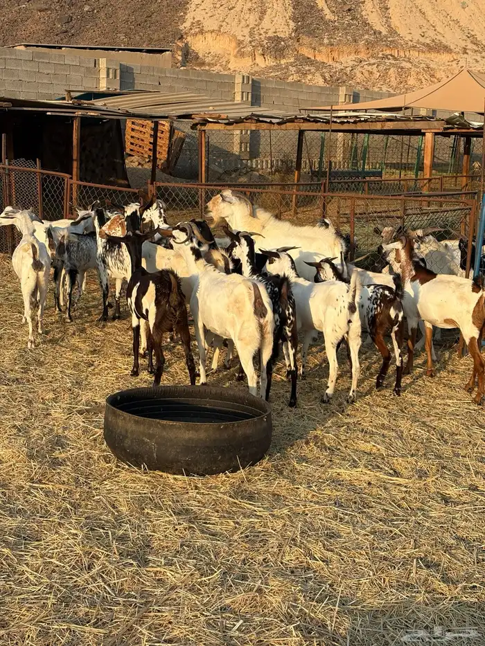 معزا مقاني العدد18 بفحل فيها شي دفيع و شي لا البيع جمله 0