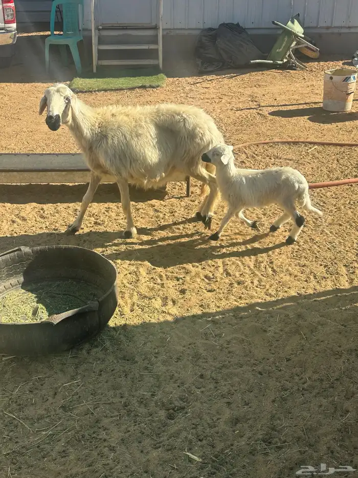 نعجه متبع برخل 0