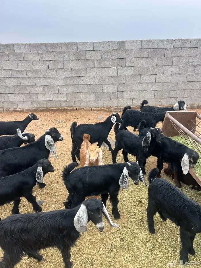 للبيع تيوس 6