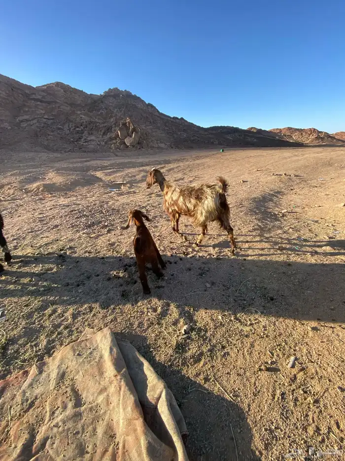 عنز وبنتها للبيع ونعجه نجديه وولدها 0