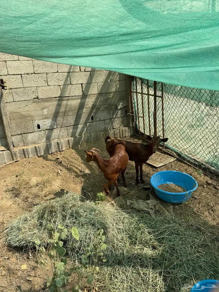 غنم جذعان نظيفه ومشروطه 2