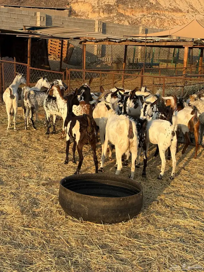 معزا مقاني العدد18 بفحل فيها شي دفيع و شي لا البيع جمله 1