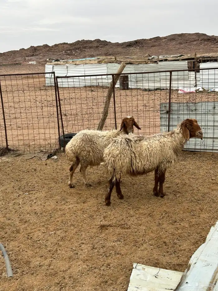 غنم  شياه نعيم عدد2 0