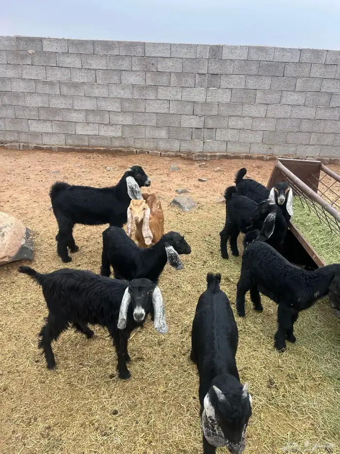 للبيع تيوس 0