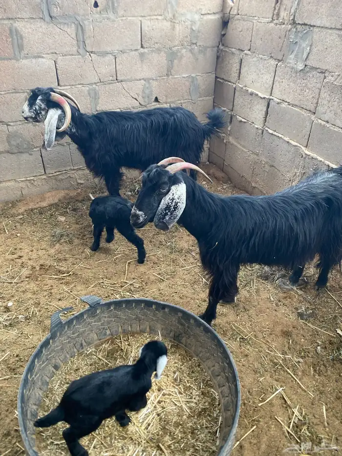 معزاء مواليد 3