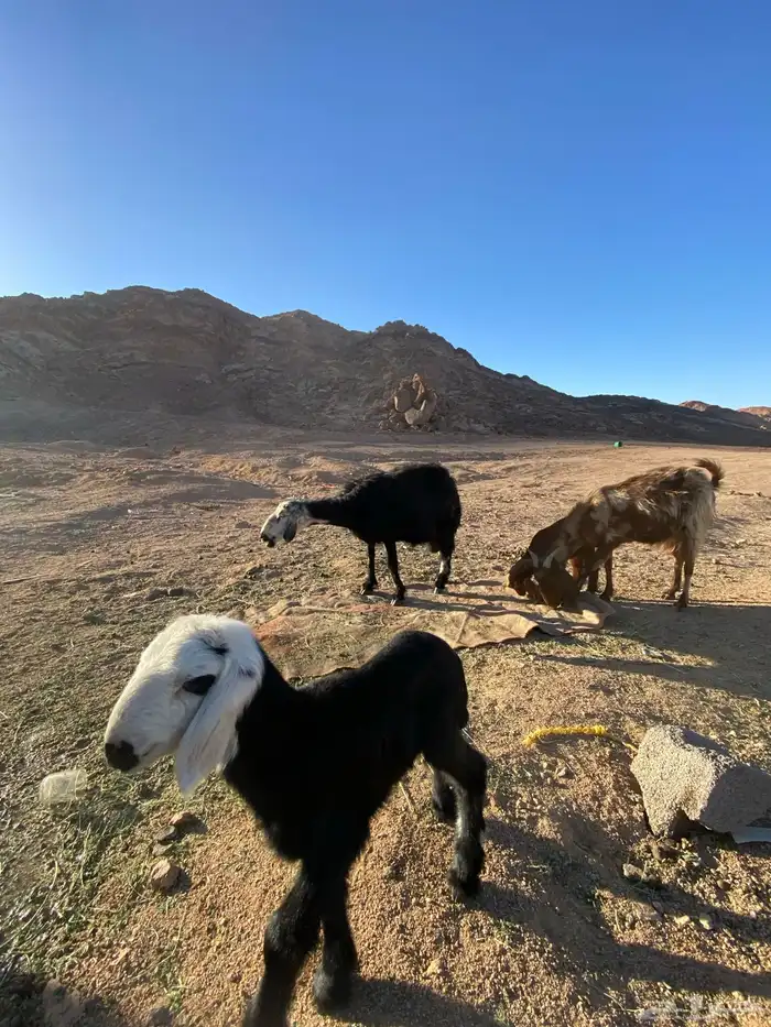 عنز وبنتها للبيع ونعجه نجديه وولدها 1