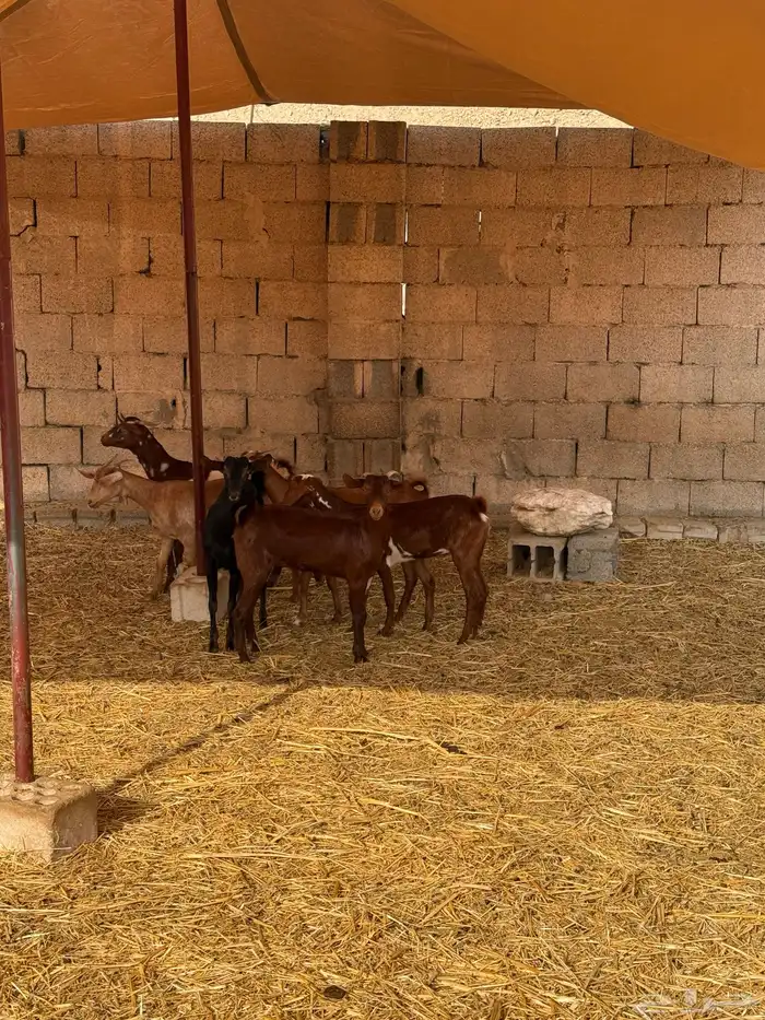 جفار محايليات دهم 2