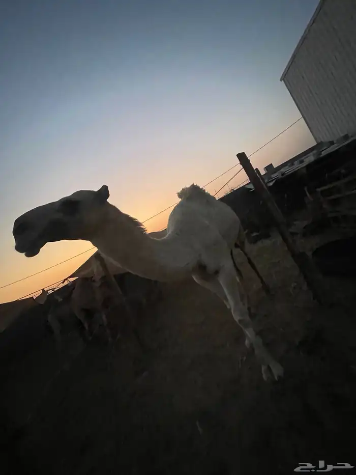 قعدان بلدي 3