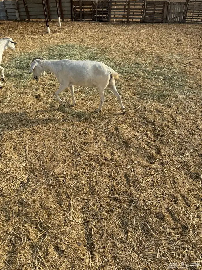 معزا للبيع 9 3