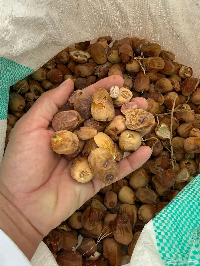 للبيع تمر علف 2