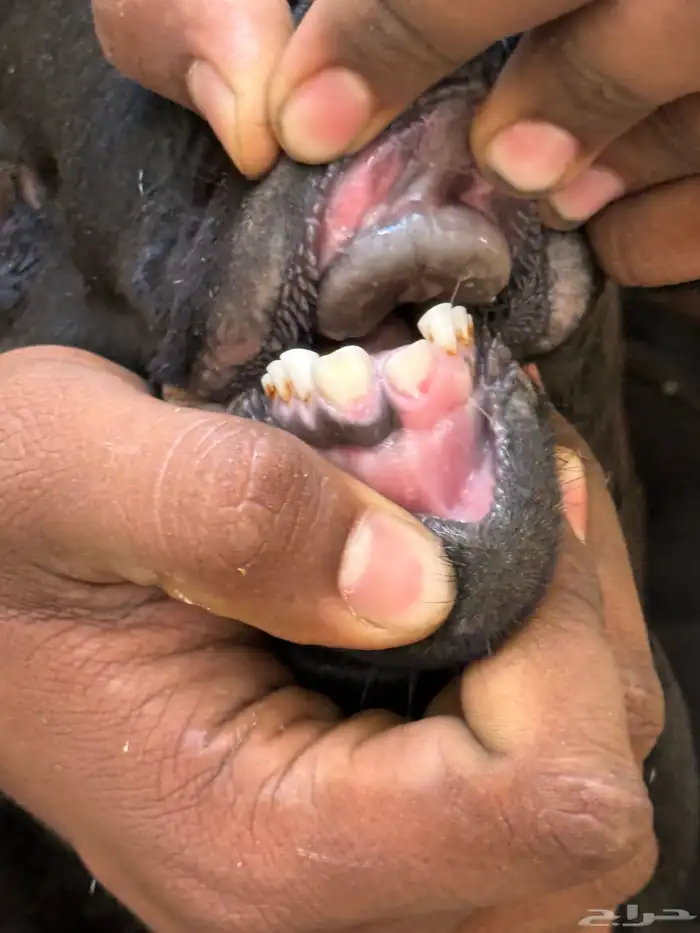 غنم بربري مربع 1