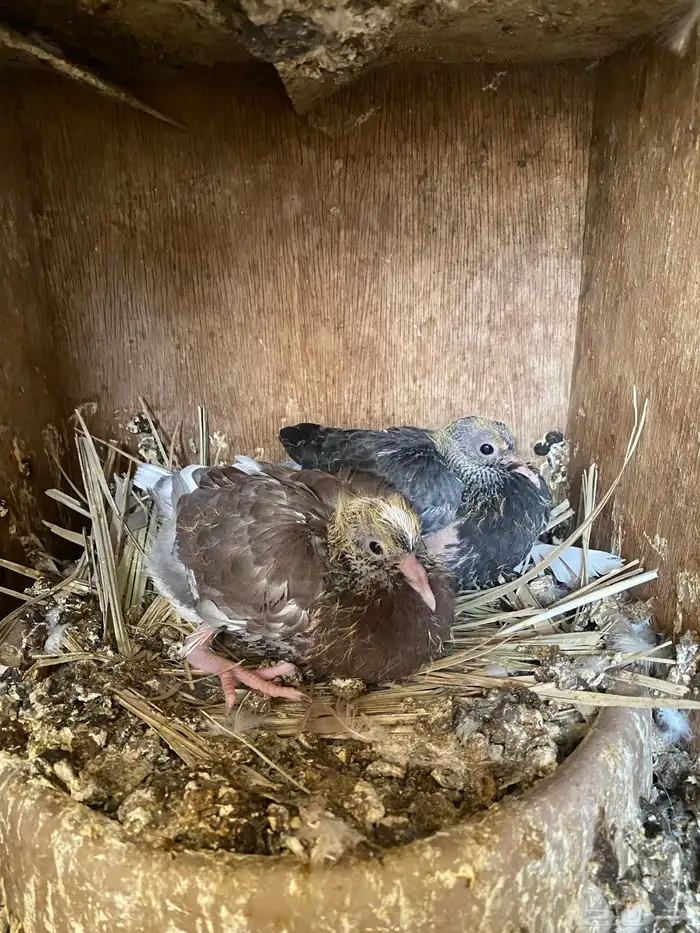 حمام قلابي شرط مع عياله 5