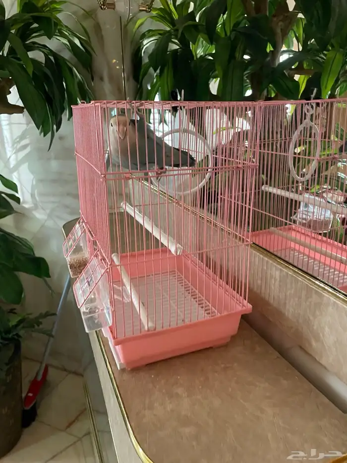 طير روز للبيع اليف عمره خمس شهور 4