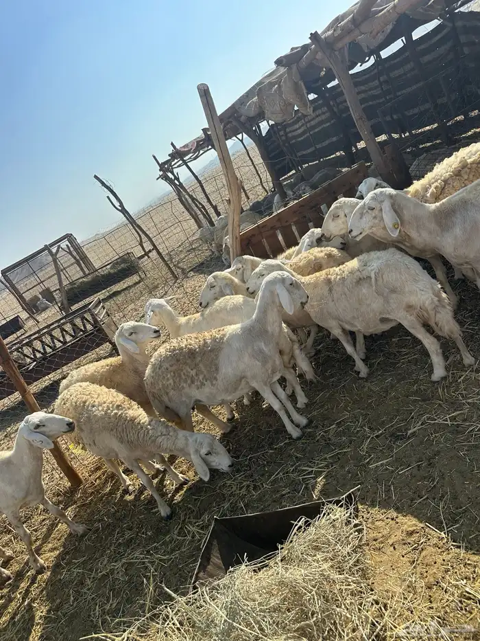 ضان 30 بفحلها تحتها 5 1