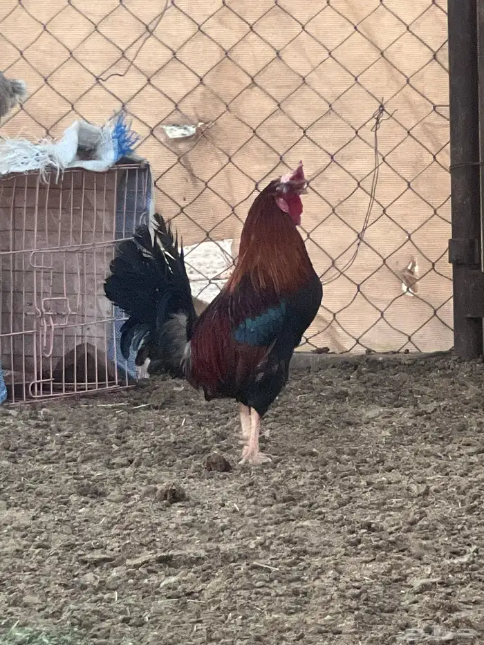 ديك عربي اصيل ودجاجه 0