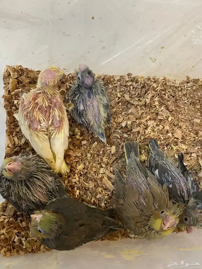 فروخ كروان 1