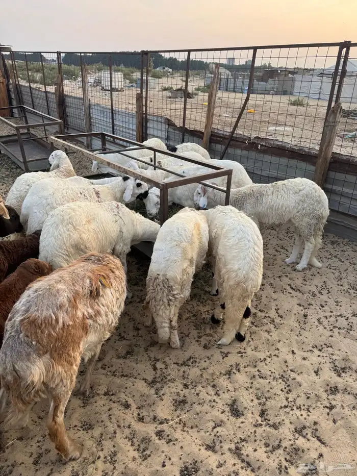 طليان سواكني مرابي فل الفل 3