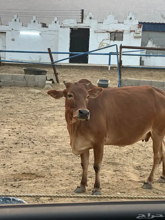 بقره دهماء بلدي دافع سديس مشروطه 2