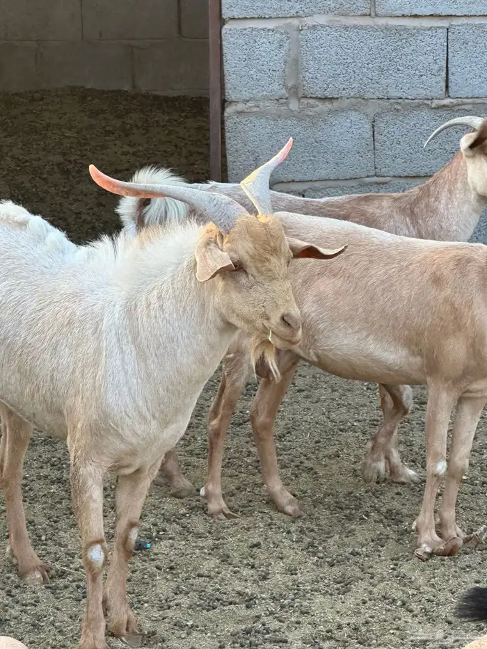 وعل هجين عدد 7 1