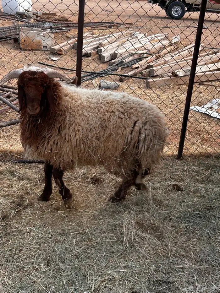 طلي نعيمي للبيع 0