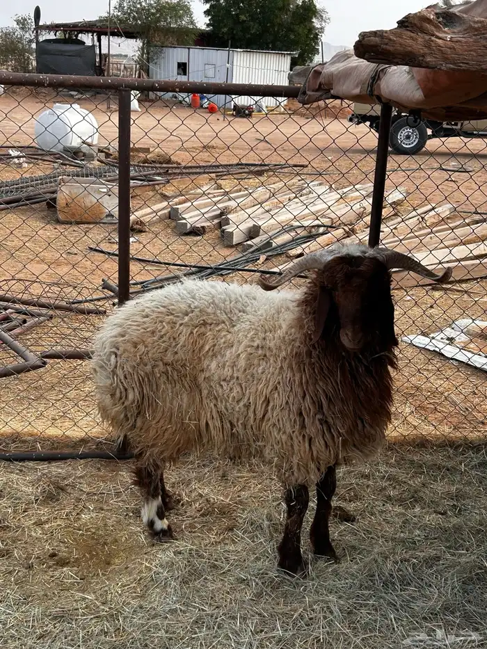 طلي نعيمي للبيع 2