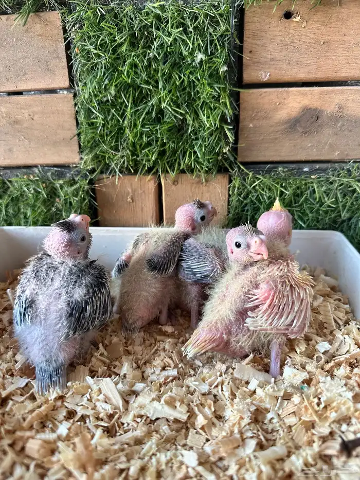 فروخ كروان مميزه 3