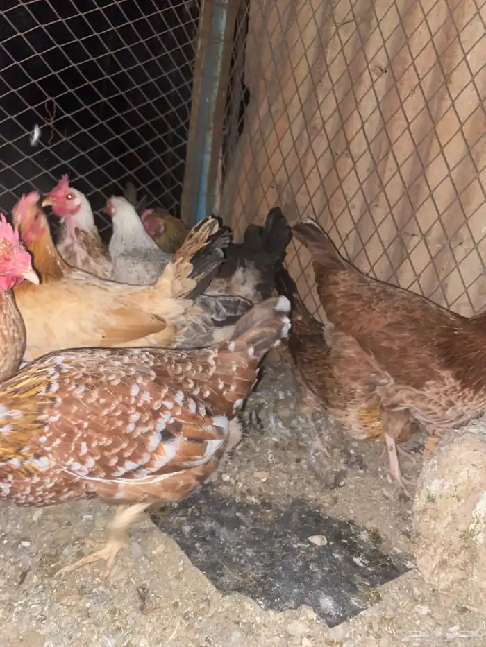 دجاج بلدي فواتح حمر 11