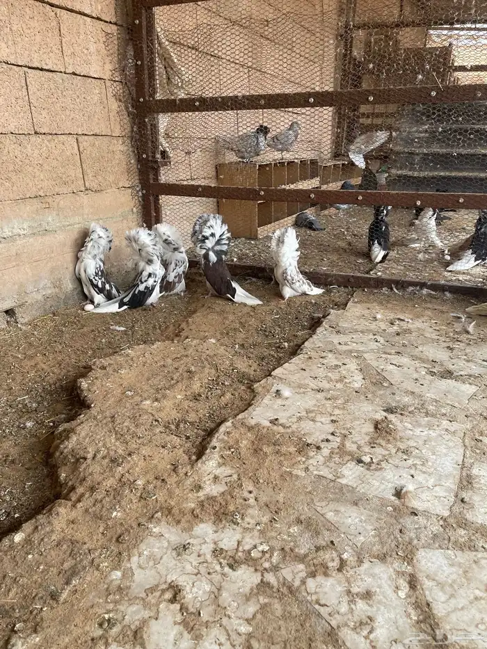 حمام زينه جوكبين ابو فواطه 5