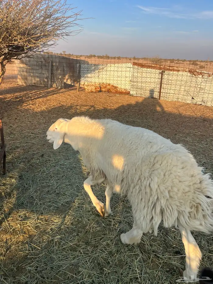 فحل حري طيب بالحيل 0