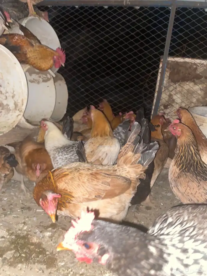 دجاج بلدي فواتح حمر 2