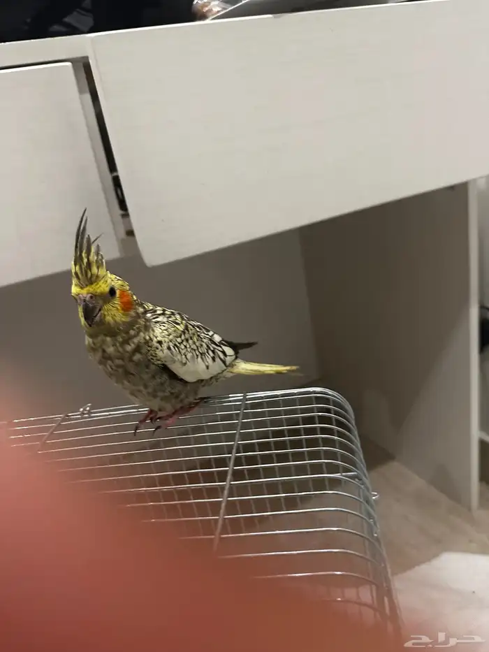 كروان بيرل العمر 8 شهور 3