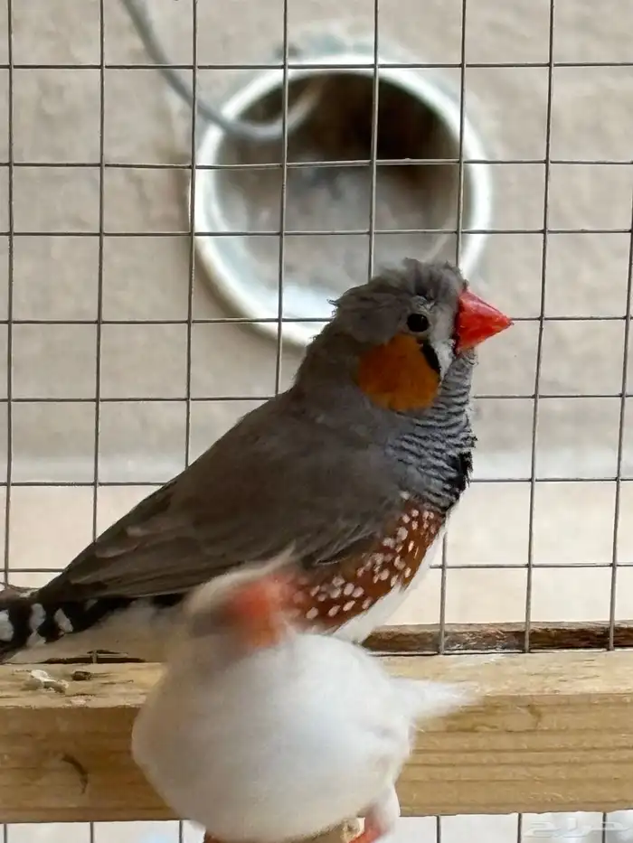 جوز زيبراء كرست 1