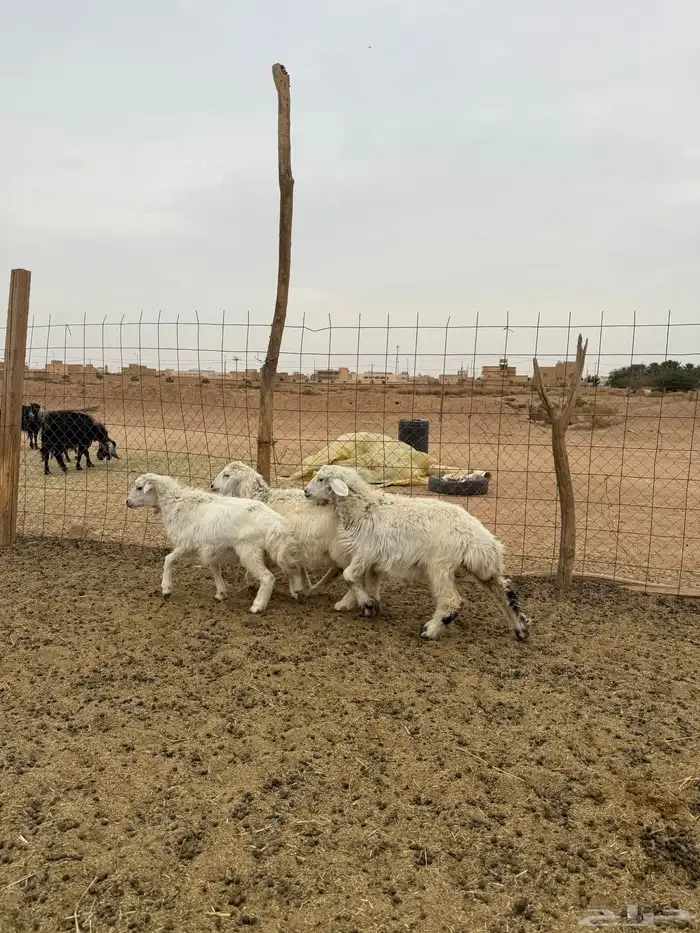 بهم تربية حري البيع 750 0