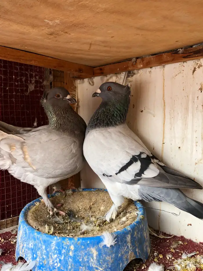 حمام زاجل فراشة جوز 0