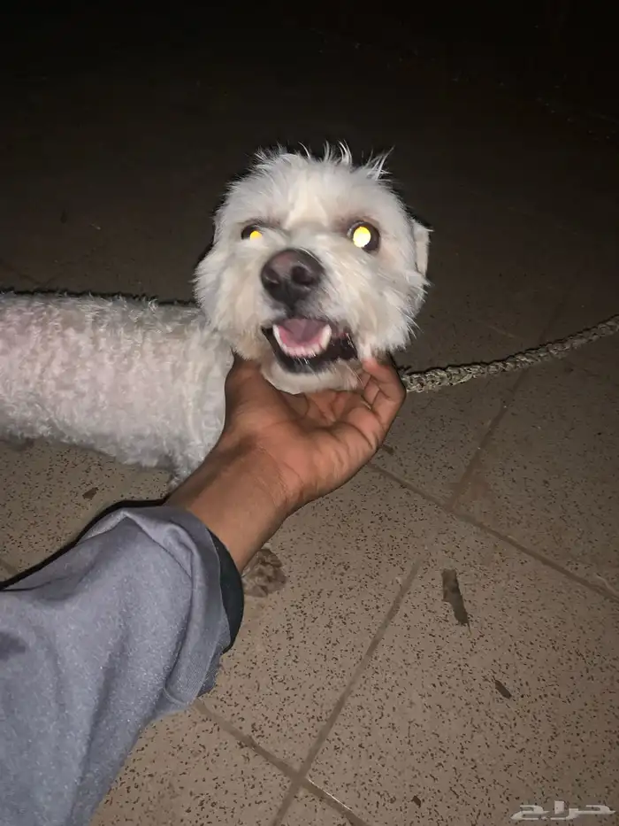 كلاب ما لتيز 0